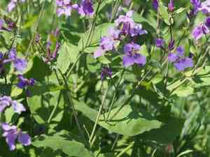 Chinese violet cress(Orychophragmus violaceus)