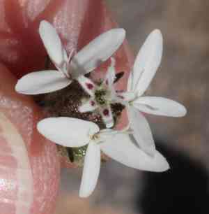 False rosinweed(Osmadenia tenella)