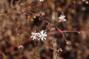 False rosinweed(Osmadenia tenella)