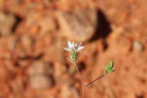 False rosinweed(Osmadenia tenella)