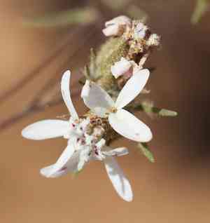 False rosinweed(Osmadenia tenella)