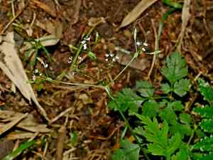 Sweet cicely(Osmorhiza aristata)