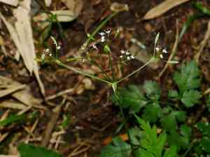 Sweet cicely(Osmorhiza aristata)