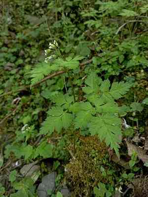Sweet cicely(Osmorhiza aristata)