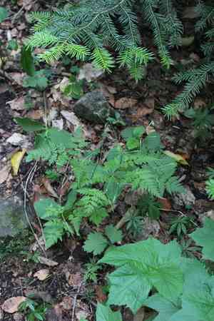 Sweet cicely(Osmorhiza aristata)