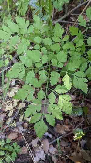 California sweet cicely(Osmorhiza brachypoda)