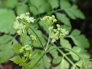 California sweet cicely(Osmorhiza brachypoda)