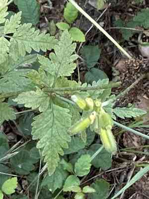 California sweet cicely(Osmorhiza brachypoda)