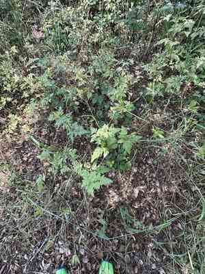 California sweet cicely(Osmorhiza brachypoda)