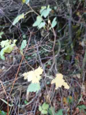 Bluntseed sweetroot(Osmorhiza depauperata)