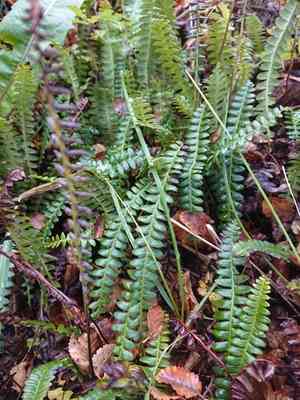 Bluntseed sweetroot(Osmorhiza depauperata)
