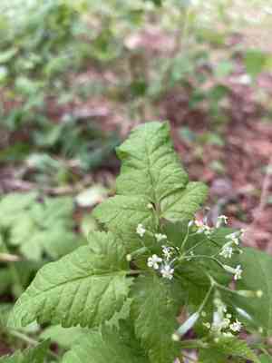 Bluntseed sweetroot(Osmorhiza depauperata)
