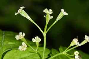 Bluntseed sweetroot(Osmorhiza depauperata)