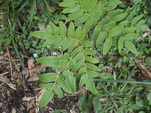 Asian royal fern(Osmunda japonica)