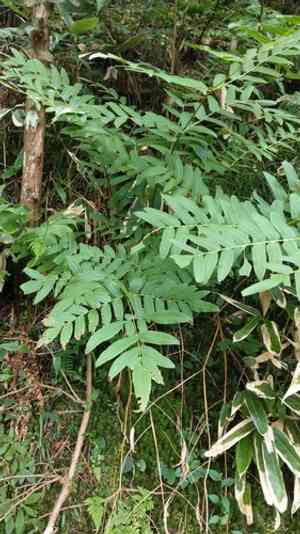 Asian royal fern(Osmunda japonica)