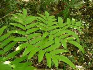 Asian royal fern(Osmunda japonica)
