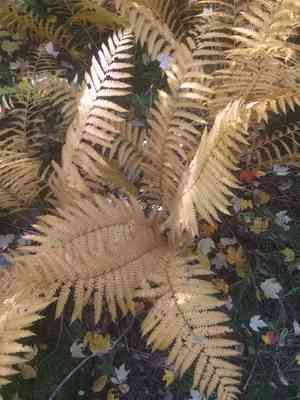 Cinnamon fern(Osmundastrum cinnamomeum)