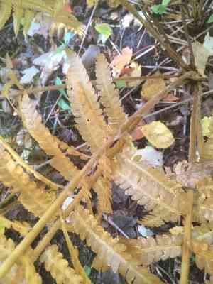 Cinnamon fern(Osmundastrum cinnamomeum)