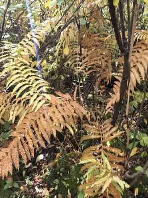 Cinnamon fern(Osmundastrum cinnamomeum)