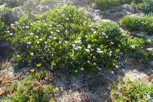 Shrubby daisybush(Osteospermum fruticosum)