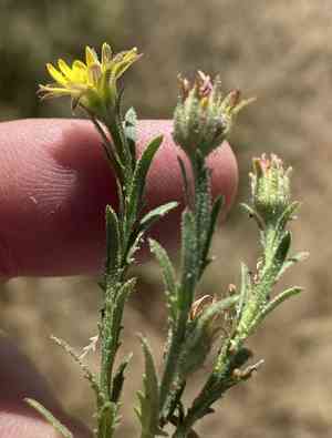 Osteospermum muricatum(Osteospermum muricatum)