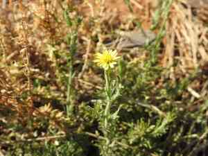 Osteospermum muricatum(Osteospermum muricatum)