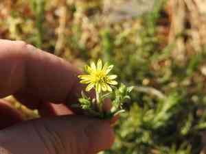 Osteospermum muricatum(Osteospermum muricatum)