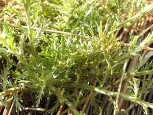 Osteospermum muricatum(Osteospermum muricatum)