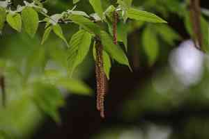 Zhejiang hop-hornbeam(Ostrya rehderiana)