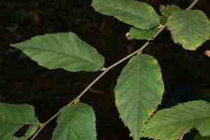Zhejiang hop-hornbeam(Ostrya rehderiana)