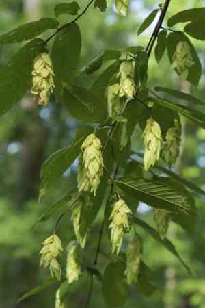 American hophornbeam(Ostrya virginiana)