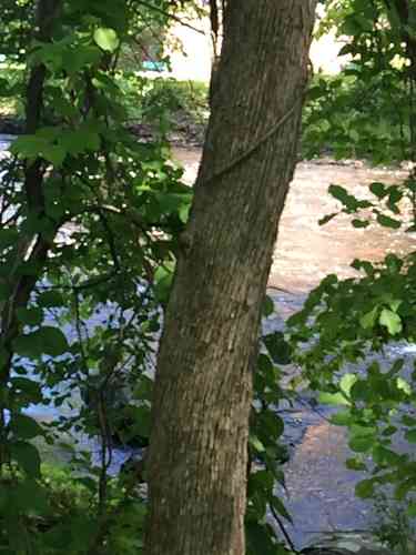 American hophornbeam(Ostrya virginiana)