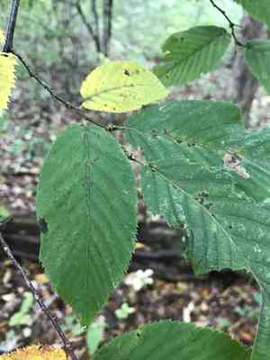 American hophornbeam(Ostrya virginiana)