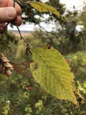 American hophornbeam(Ostrya virginiana)