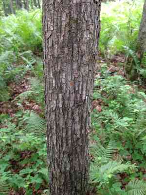 American hophornbeam(Ostrya virginiana)