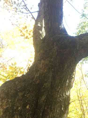 American hophornbeam(Ostrya virginiana)
