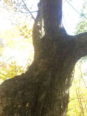 American hophornbeam(Ostrya virginiana)