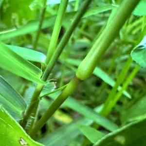 Slender panicgrass(Ottochloa nodosa)