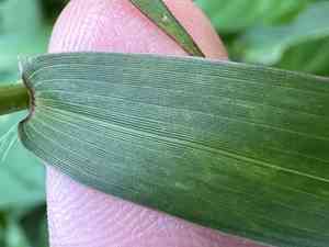 Slender panicgrass(Ottochloa nodosa)