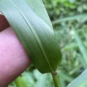 Slender panicgrass(Ottochloa nodosa)