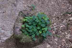 Common wood sorrel(Oxalis acetosella)