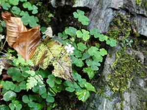 Common wood sorrel(Oxalis acetosella)
