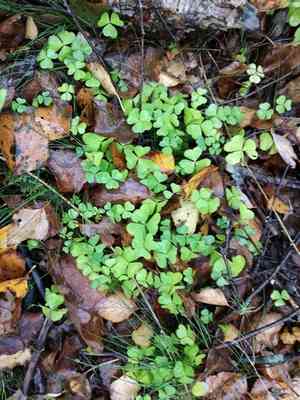Common wood sorrel(Oxalis acetosella)