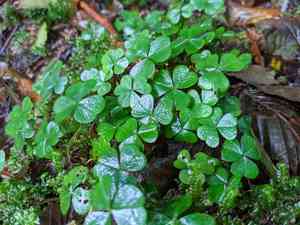 Common wood sorrel(Oxalis acetosella)