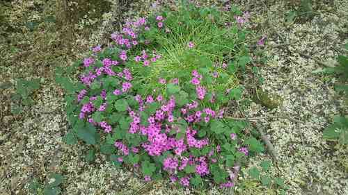 Pink-sorrel(Oxalis articulata)