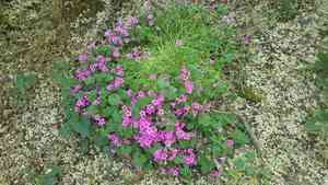Pink-sorrel(Oxalis articulata)
