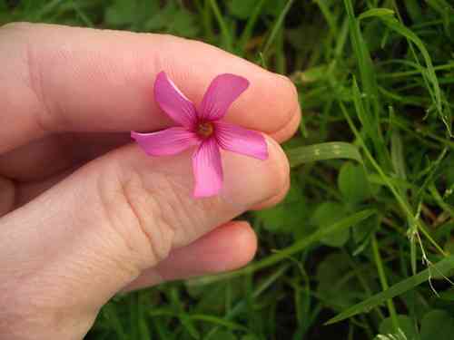 Pink-sorrel(Oxalis articulata)
