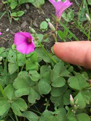 Pink-sorrel(Oxalis articulata)