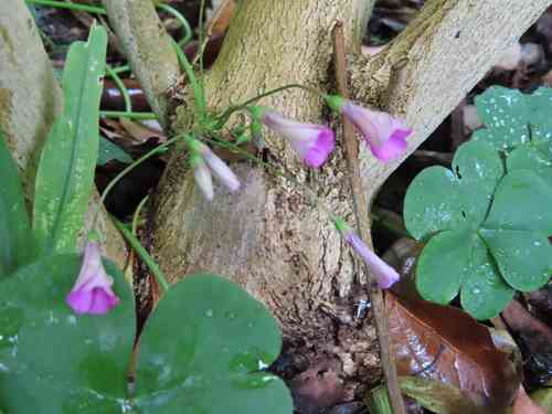 Pink-sorrel(Oxalis articulata)