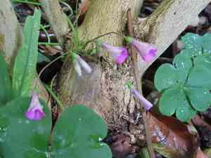 Pink-sorrel(Oxalis articulata)
